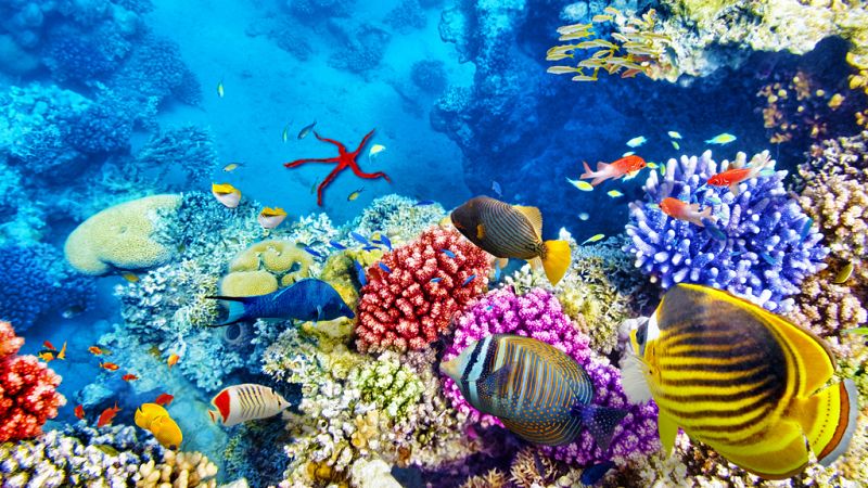 Esto me suena. Las tardes del Ciudadano García - Maravillas submarinas de alta mar en peligro - Escuchar ahora