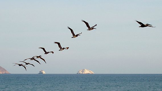 Animales y medio ambiente