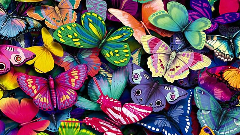 Animales y medio ambiente - Mariposas - 08/10/16 - Escuchar ahora 