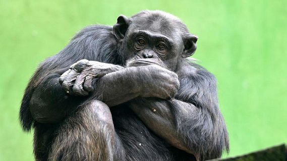 Animales y medio ambiente