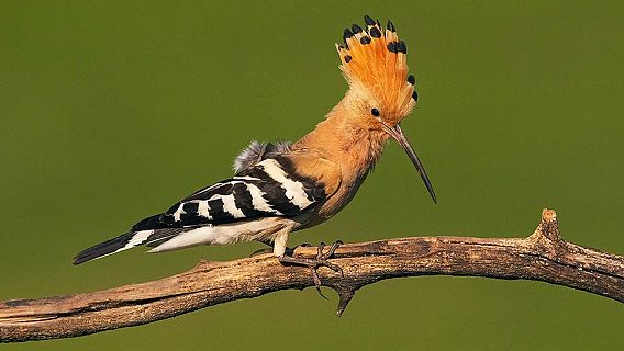 Animales y medio ambiente