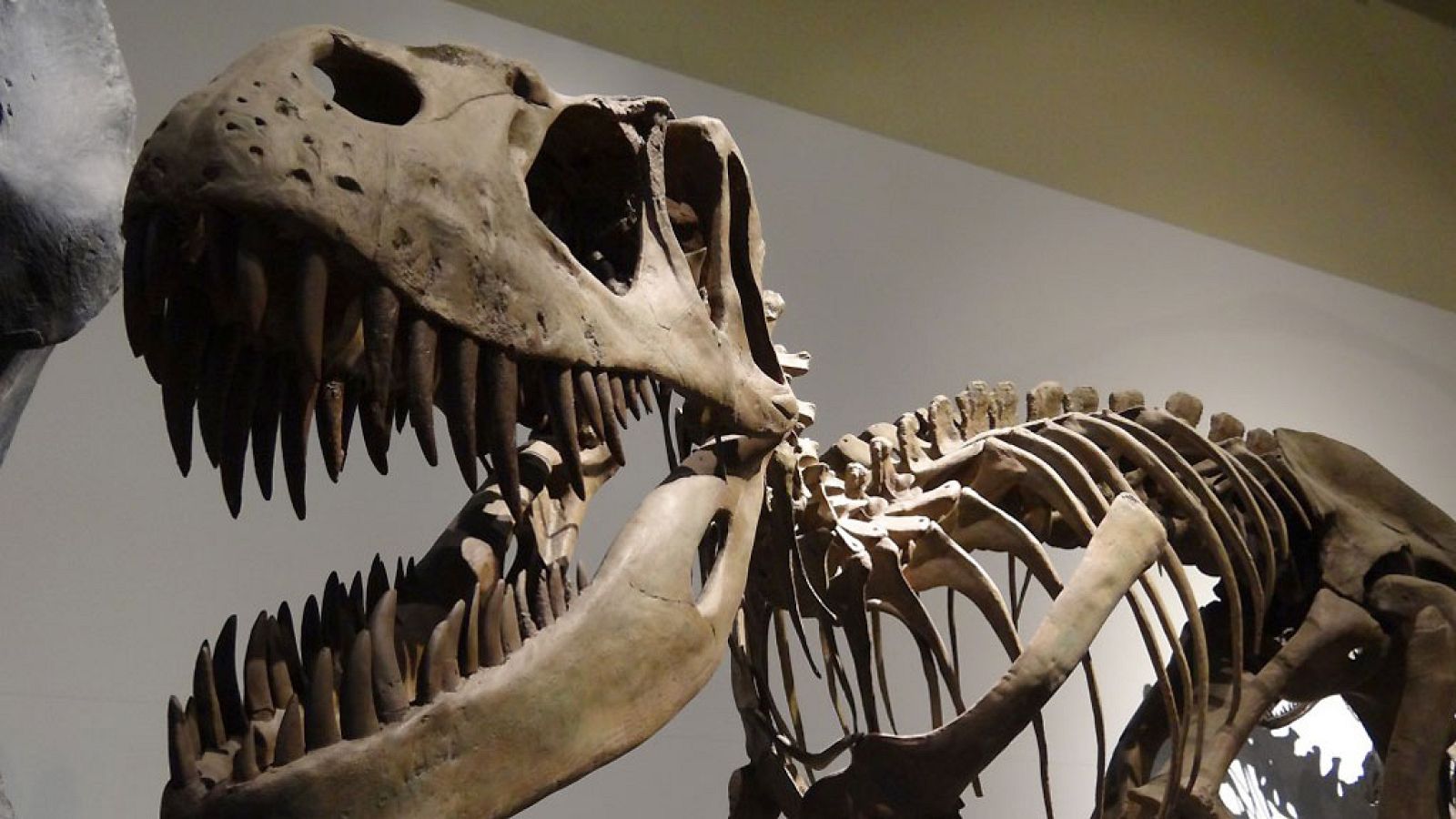 A hombros de gigantes - El Museo Nacional de Ciencias Naturales celebra su 240 cumpleaños - 14/11/16 - Escuchar ahora