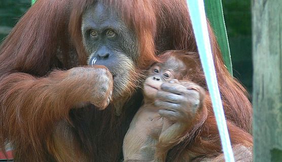 Animales y medio ambiente