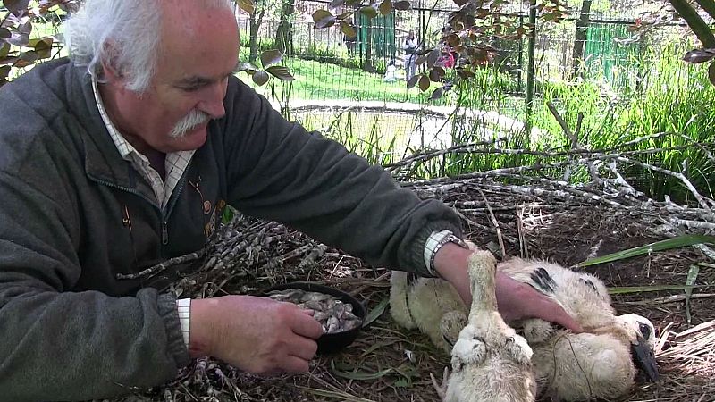 Animales y medio ambiente - Recuerdos - 20/11/16 - Escuchar ahora 