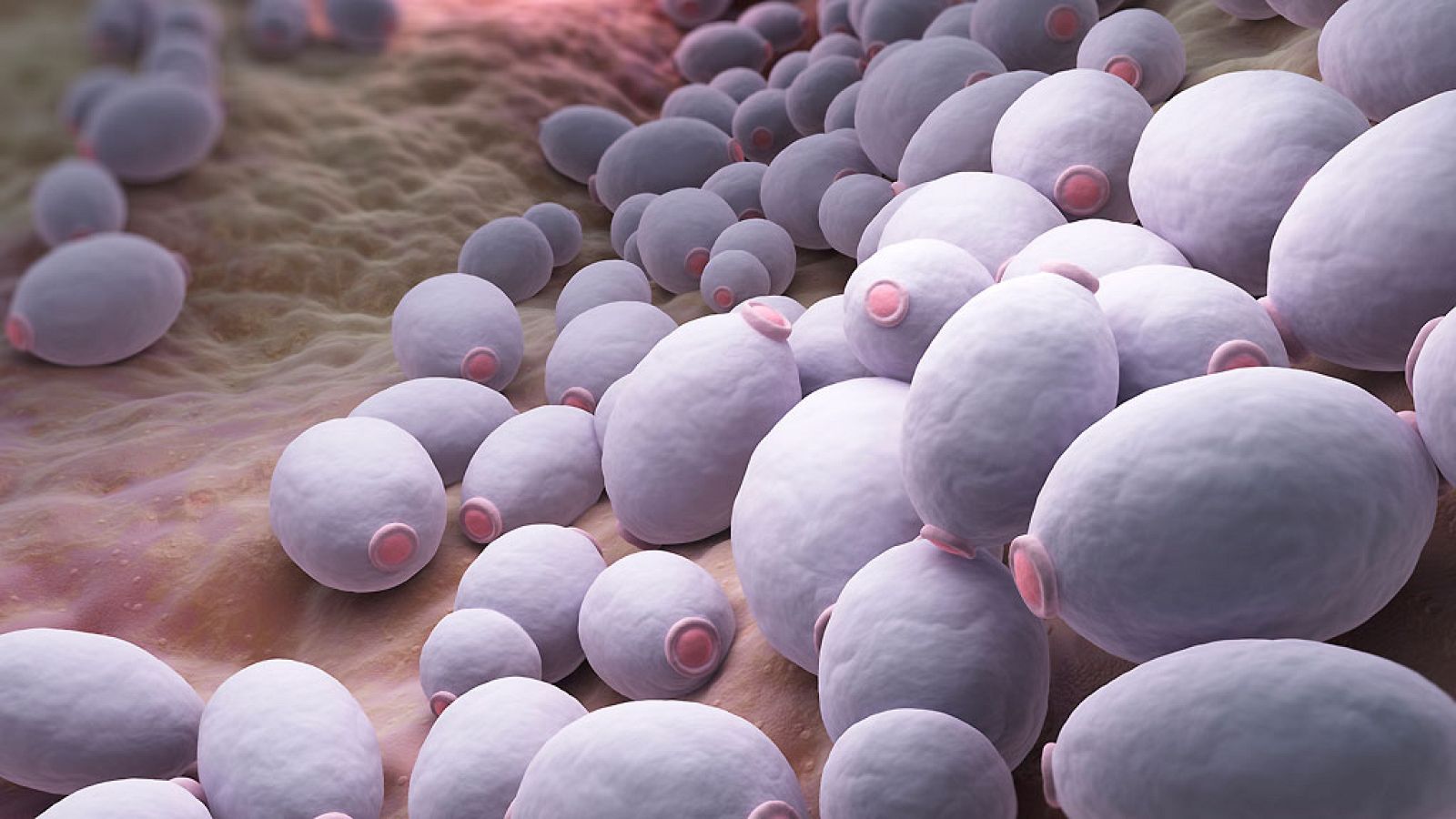 A hombros de gigantes - Levaduras: del pan al laboratorio - 21/11/16 - Escuchar ahora