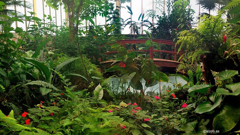 Animales y Medio Ambiente - Anfibios - 03/12/16 - Escuchar ahora 