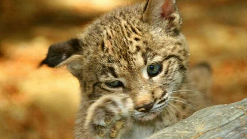 Animales y medio ambiente - Reproducción en cautividad - 04/12/16 - Escuchar ahora 