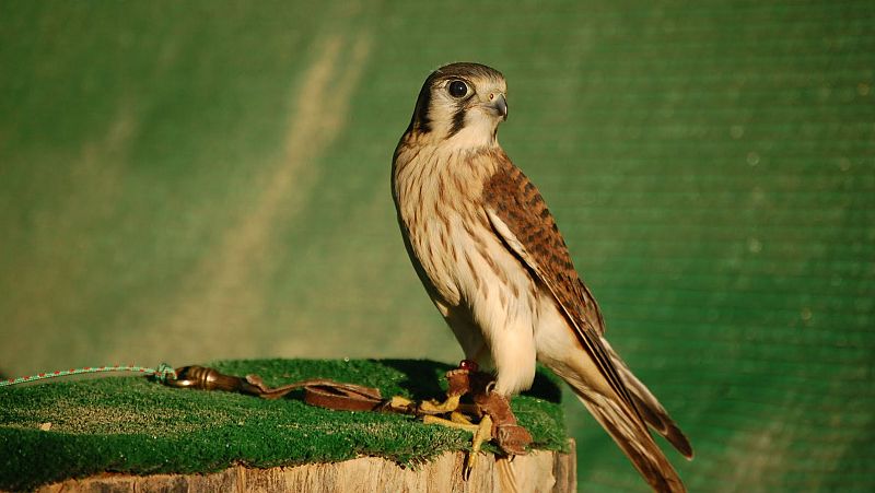 Animales y medio ambiente - Aves cazadoras - 10/12/16 - Escuchar ahora 