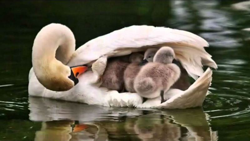 Animales y medio ambiente - Cisnes - 11/12/16 - Escuchar ahora 