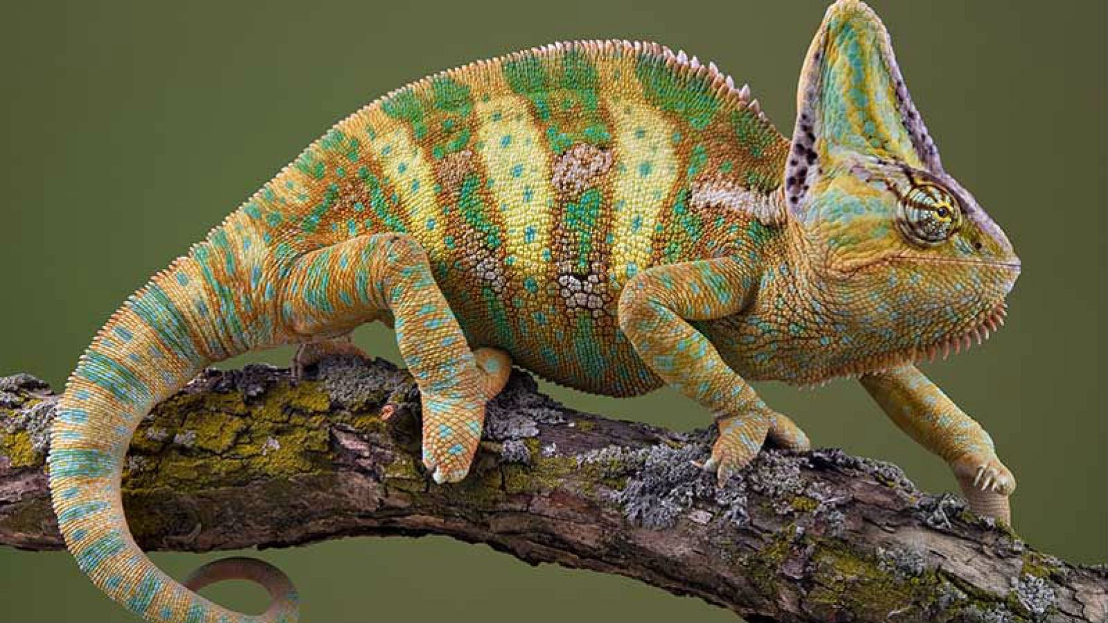 Animales y medio ambiente - Camaleones - 17/12/16 - Escuchar ahora 