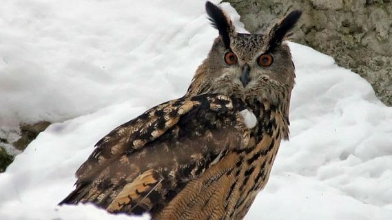 Animales y medio ambiente