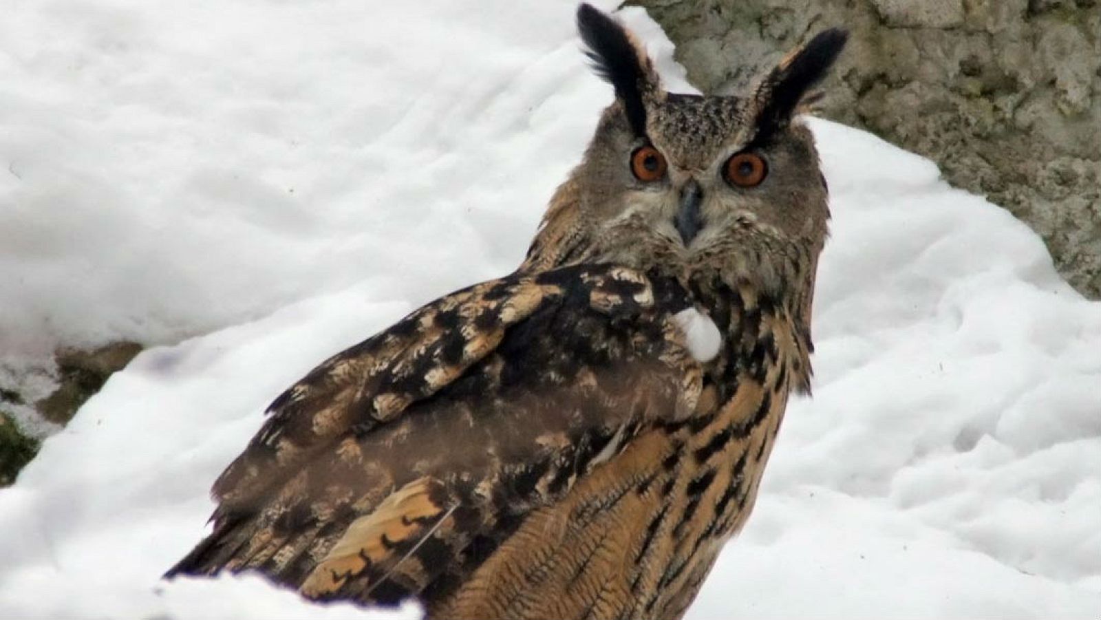 Animales y medio ambiente - Carabo Lapón - 24/12/16 - Escuchar ahora 