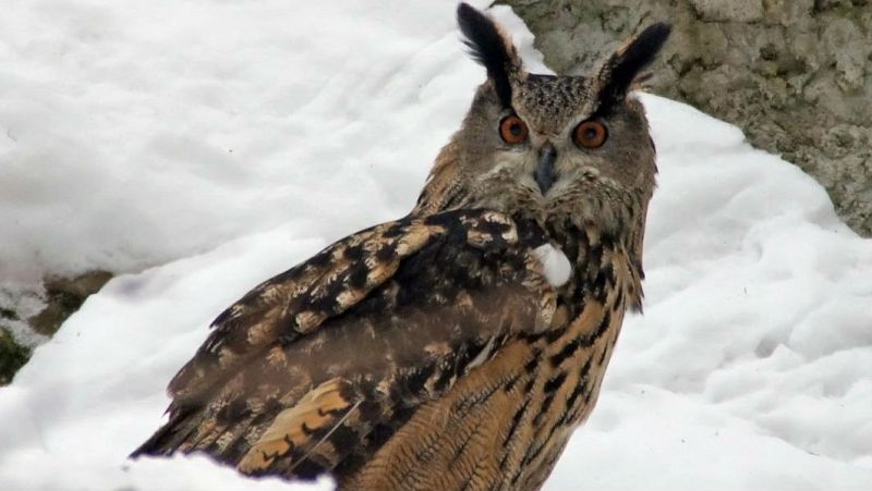 Animales y medio ambiente - Carabo Lapón - 24/12/16 - Escuchar ahora 