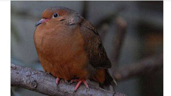 Animales y medio ambiente