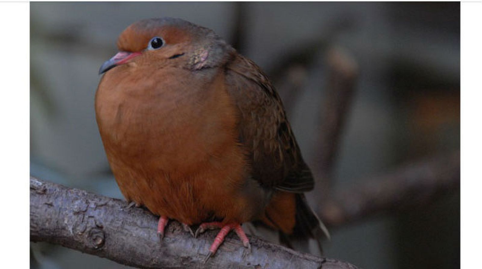 Animales y medio ambiente - Paloma de Socorro - 25/12/16 - Escuchar ahora 