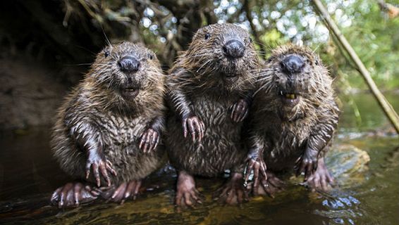 Animales y medio ambiente