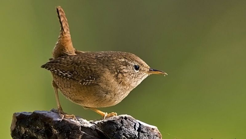 Animales y medio ambiente -  Troglodytes troglodytes - 07/01/17 - Escuchar ahora 