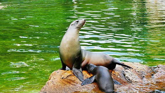 Españoles en la mar