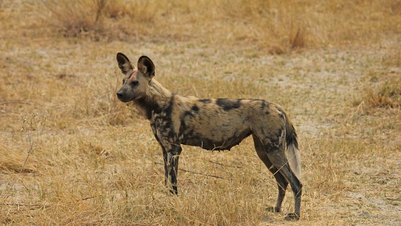 Animales y medio ambiente - Lycaones - 21/01/17 - Escuchar ahora 