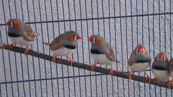 Animales y medio ambiente