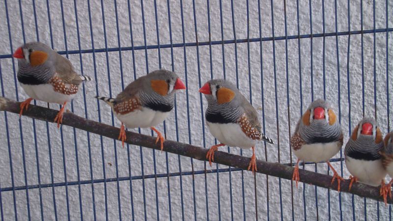 Animales y medio ambiente - Pájaros diamante - 29/01/17 - Escuchar ahora 