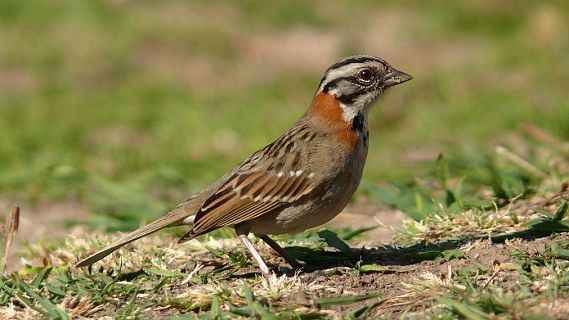 Animales y medio ambiente