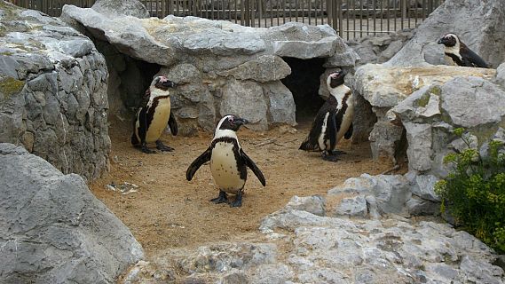 Animales y medio ambiente