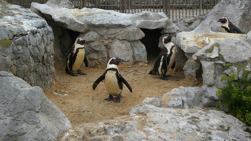 Animales y medio ambiente - Cumpleaños - 05/02/17 - Escuchar ahora 