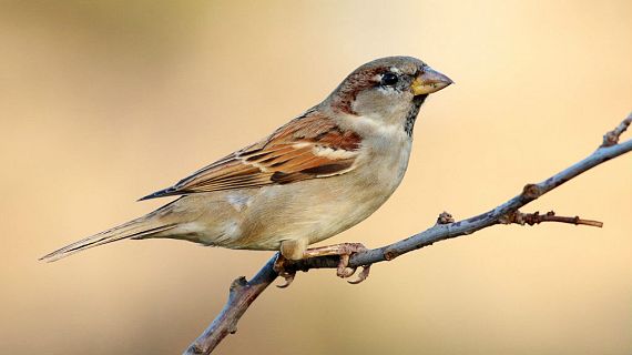Animales y medio ambiente