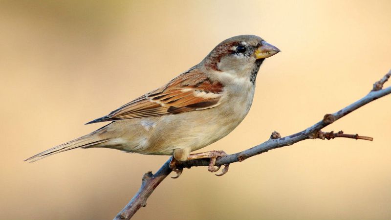 Animales y medio ambiente - Gorriones - 11/02/17 - Escuchar ahora 