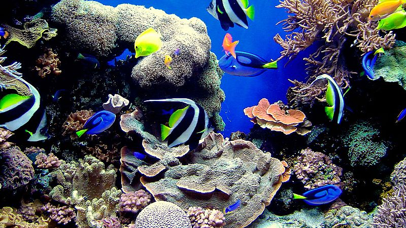 Animales y medio ambiente - Acuarios - 12/02/17 - Escuchar ahora 