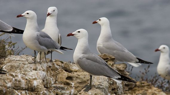 Españoles en la mar