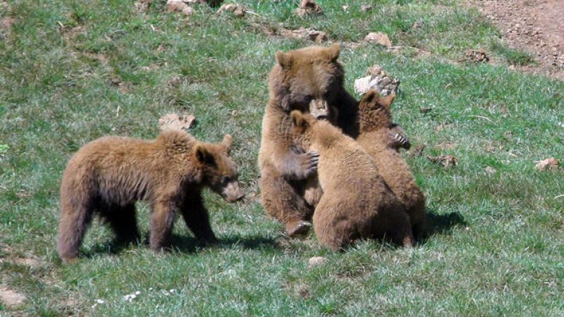 Animales y medio ambiente - Osos - 18/02/17 - Escuchar ahora 