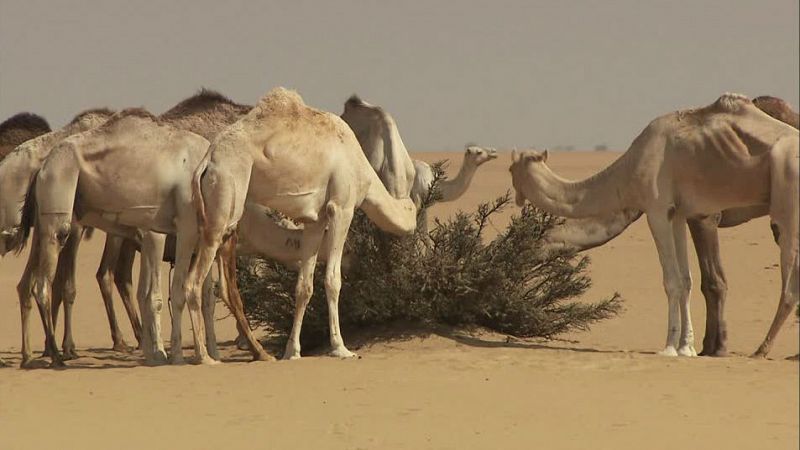 La vuelta al mundo con Miquel Silvestre - Los camellos de Sud�n - 05/03/17 - Escuchar ahora 