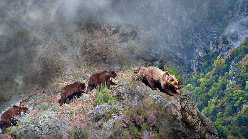 Esto me suena. Las tardes del Ciudadano García - 'Cantábrico', un documental sobre la flora y la fauna de la cornisa cantábrica - Escuchar ahora