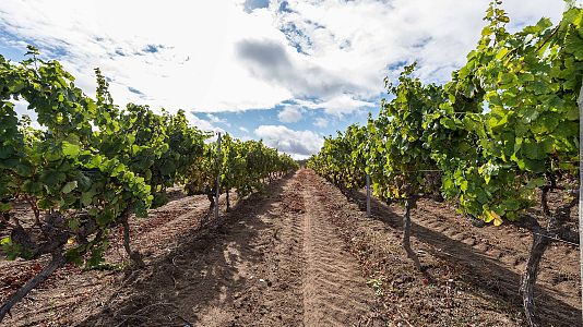 Marca España - Marca España - Vinos de Valdeorras, arraigo y tradición gallega - 17/05/17 - escuchar ahora