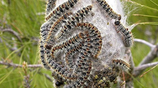 El arca de Noé - El arca de Noé -  Oruga Procesionaria - 20/05/17 - Escuchar ahora