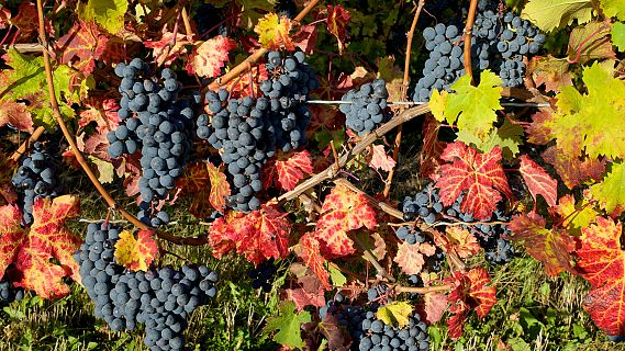 Vivanco, compartiendo cultura del vino