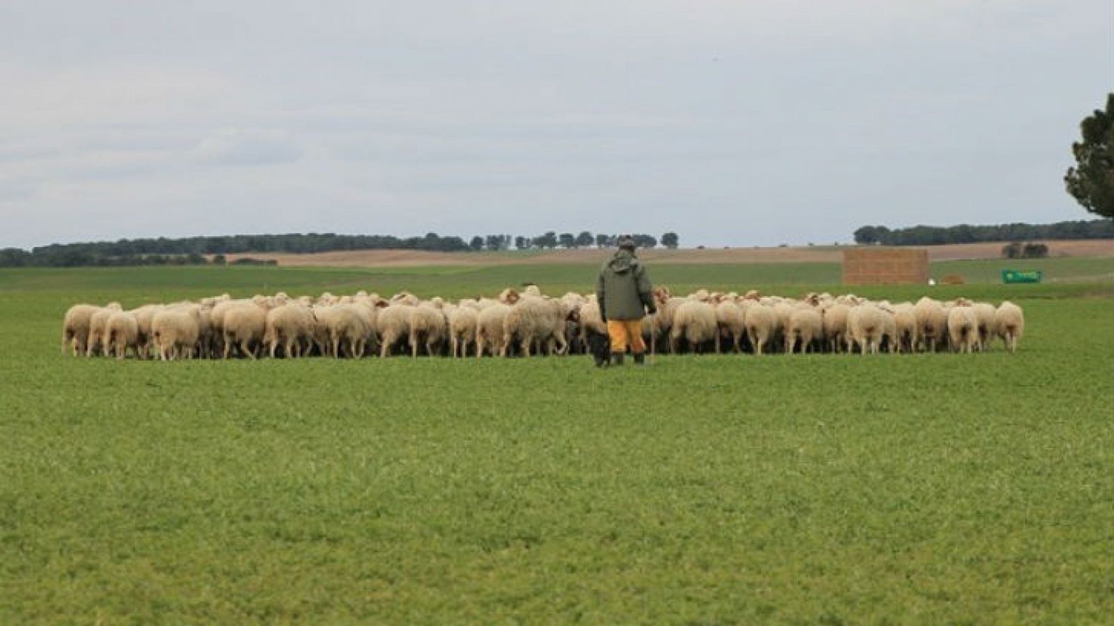 El mundo de la carne - Ganadería sostenible en ovino y caprino - 10/06/17 - Escuchar ahora 