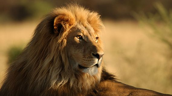 Esto me suena: Los leones, en peligro de extinción | RTVE Play