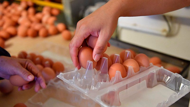 Inmovilizan una partida de 20.000 unidades de huevo líquido contaminado con fipronil en una empresa de Bizkaia