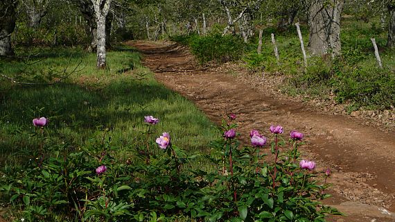 Caminantes