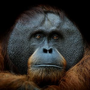Animales y medio ambiente - Animales y medio ambiente - Orangutanes - 1/10/17 - Escuchar ahora 