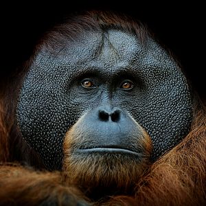 Animales y medio ambiente - Animales y medio ambiente - Orangutanes - 1/10/17 - Escuchar ahora