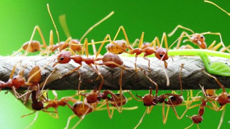 Animales y medio ambiente - Cambio biológico - 29/10/17 - Escuchar ahora 