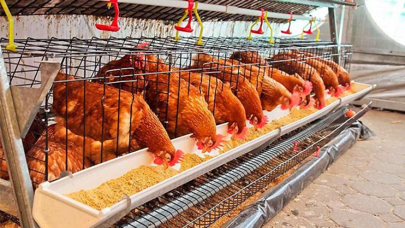 Animales y medio ambiente - Avicultura - 4/11/17 - Escuchar ahora 