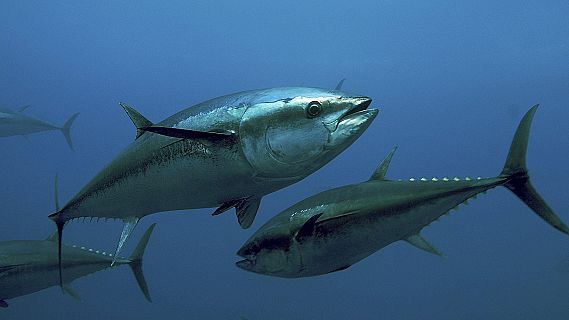 Españoles en la mar