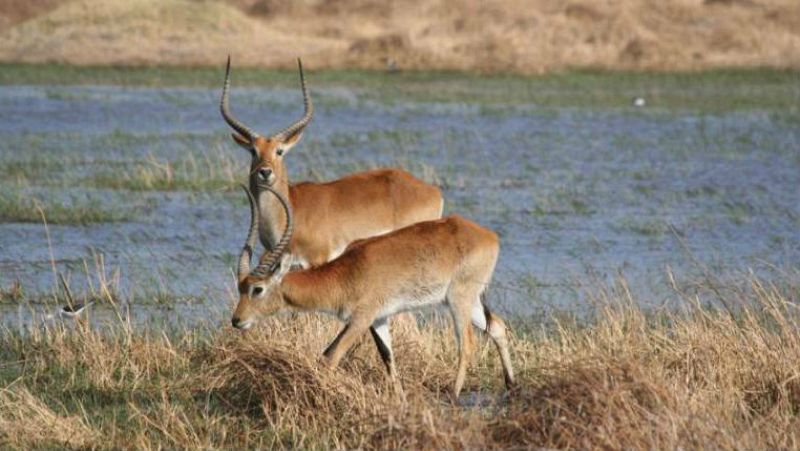 Animales y medio ambiente - Antílopes - 25/11/17 - Escuchar ahora 