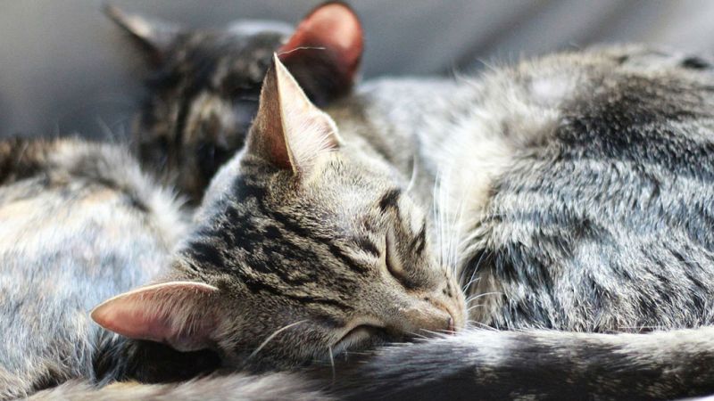 Memoria de delfín - Gatos: siete vidas y mucho que contar - 12/02/18 - Escuchar ahora