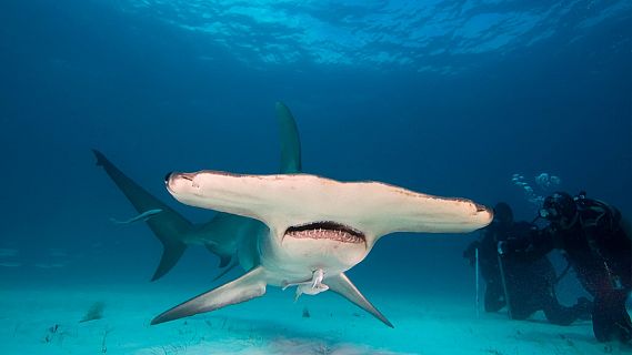 Españoles en la mar: Proyecto de investigación sobre tiburón martillo liso | RTVE